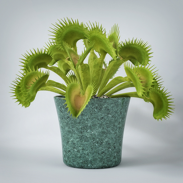 Cactus Plant - 3Docean 19490798