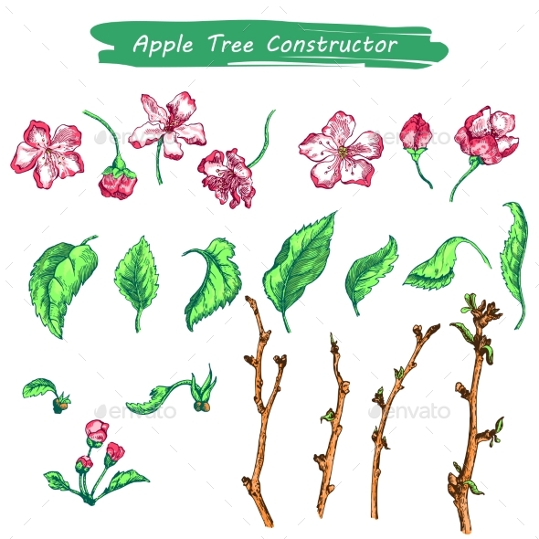 Apple Tree Sketch in Color - Flowers & Plants Nature