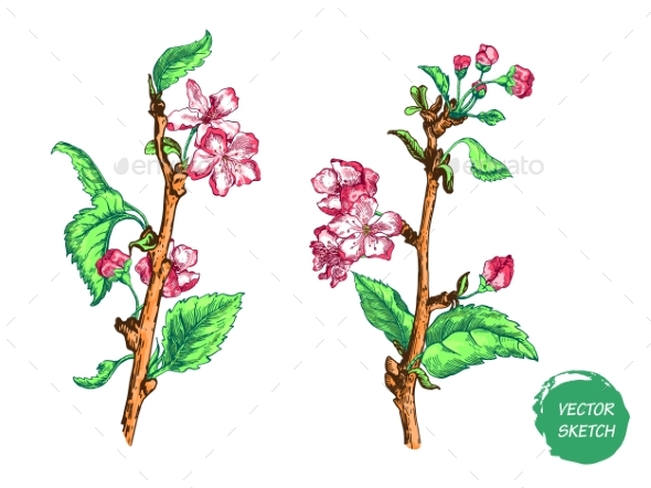 Apple Tree Sketch Design - Flowers & Plants Nature