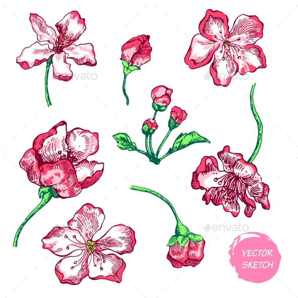 Apple Sketch in Color - Flowers & Plants Nature