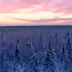 Winter Forest at Sunset - VideoHive Item for Sale