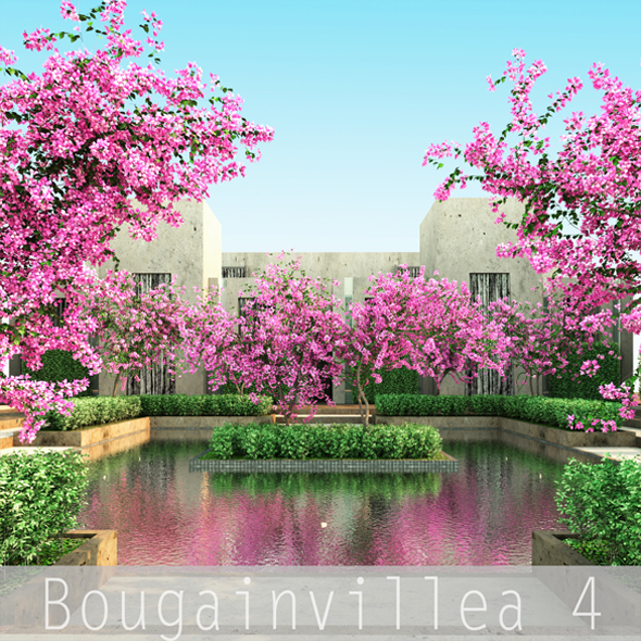 Bougainvillea 4 - 3Docean 19497735