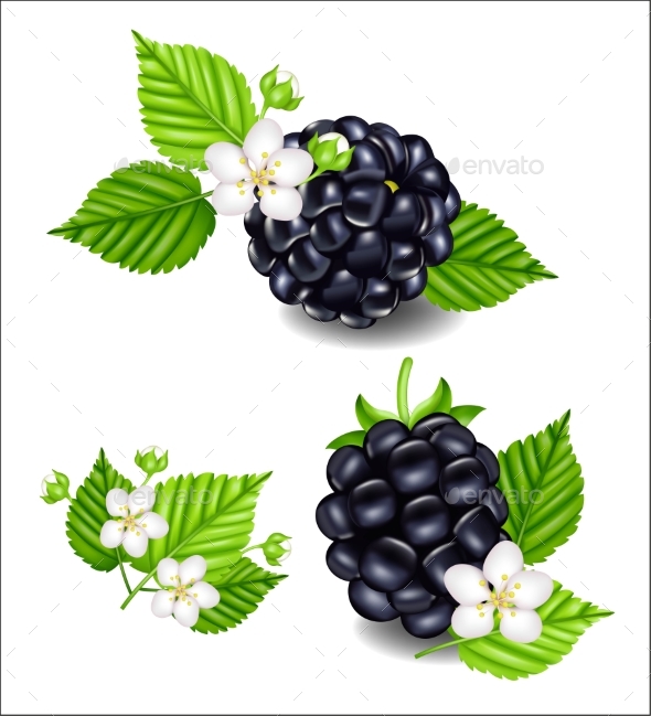 Composition of Ripe Blackberries and Flowers - Food Objects