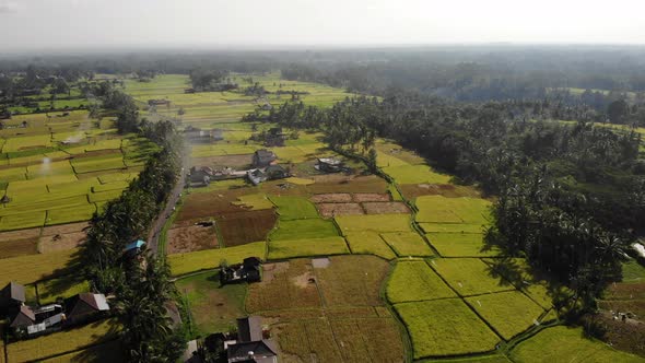 Aerial Rice Fields in Bali, Indonesia