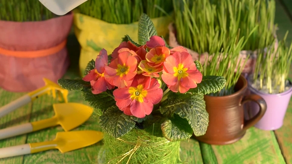 Flowers and Grass on the Table in Pots