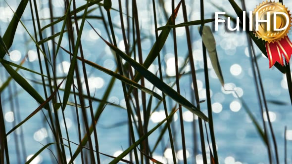 Reed Leaves With Lake at Background