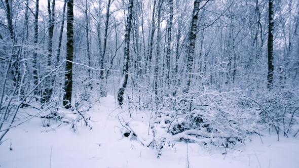 Snowy Branches in Forest. alt