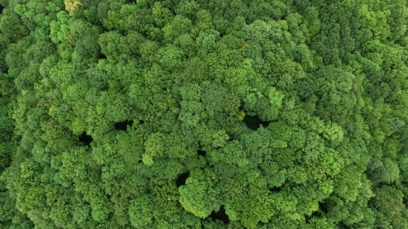 Top View of the Treetops in Dense Green Forest. Colorful Colors of