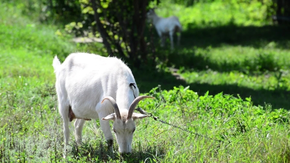 Adult White Goat Eating Grass