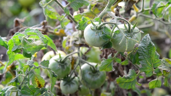 Green Unripe Tomatoes in Garden
