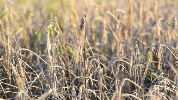 Dried Ears of Rye in the Field at Sunset