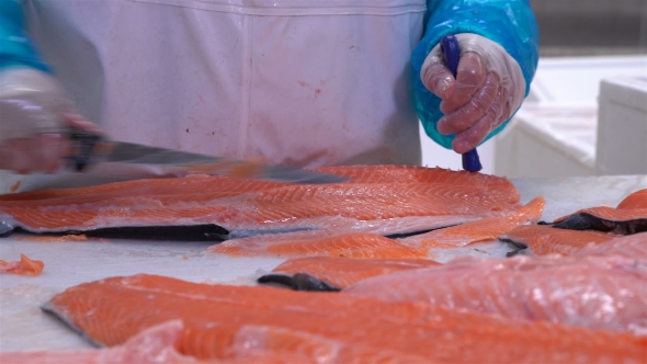 Worker Slicing a Fillet of Salmon at Table on the Fish Factory alt