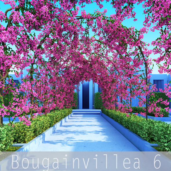 Bougainvillea 6 - 3Docean 19509180