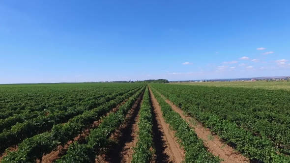 Aerial View of the Green Vineyards in the Summer alt