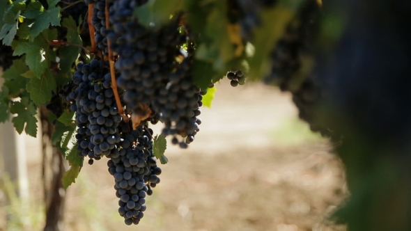 Red Grapes on the Vine alt