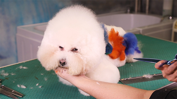 Groomer Makes a Stylish Haircut of Thoroughbred Bichon Frise Dog