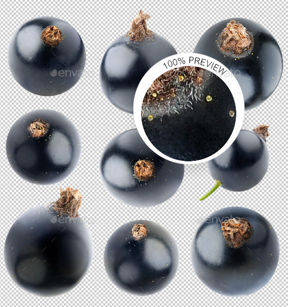 Collection of Isolated Black Currants - Isolated Objects