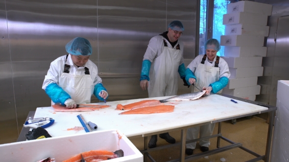 Workers Slicing a Fillet of Salmon at Table on the Fish Factory alt