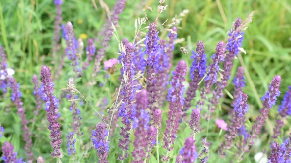 Sage Flowers in a Meadow with Bees