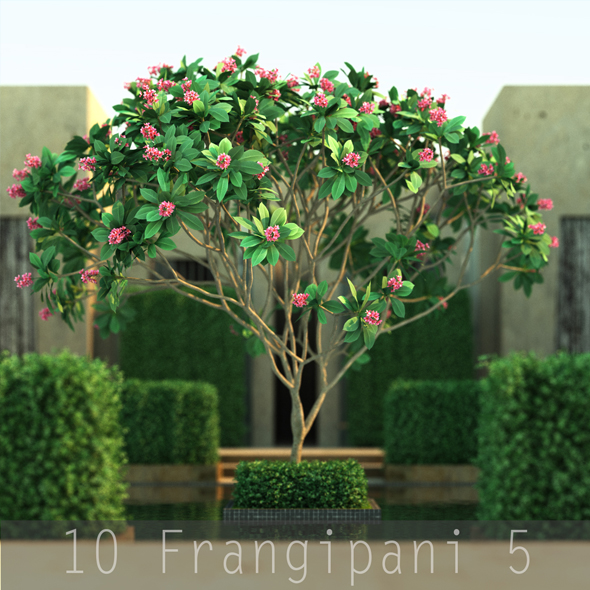 10 Frangipani 5 - 3Docean 19518406
