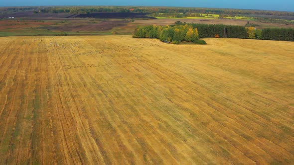 Aerial View of a Flock of Birds Flying Over a Field in Sunny Summer Weather alt