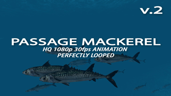 Passage Mackerel 2 alt