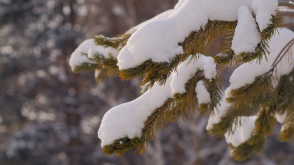 Branches of Spruce with Snow  Shooting in Winter Forest, Soft Light in Daytime
