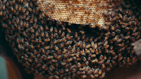 Wild Bees in the Hive Outdoors