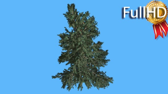 White Fir Top Down on Blue Screen Coniferous alt