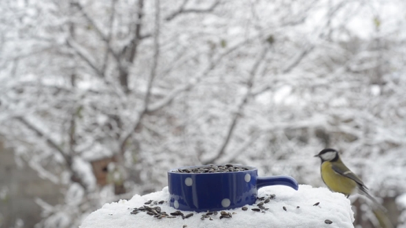 Birds Eat Seeds in Winter