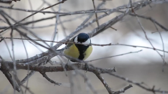 Winter Birds on Branches alt