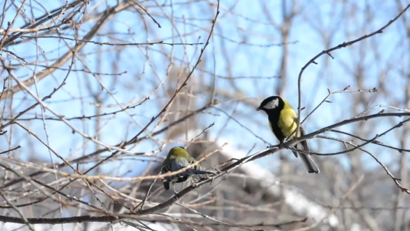 Birds Sitting on a Branch in Winter