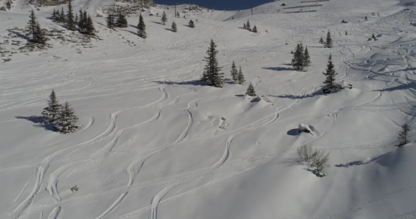 Tracks in the Snow of Snowboarders