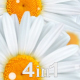 Flowers Chamomile (4-Pack) - VideoHive Item for Sale