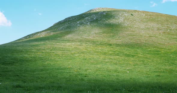 Field Waves with Blossoming Flowers in Summer