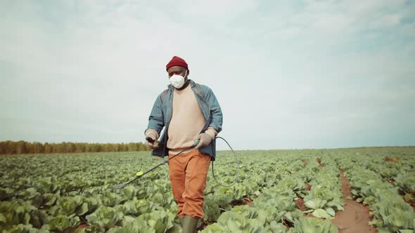 African American Farmer Spraying Cabbage on Field alt