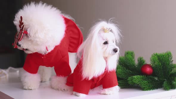 Puppies in Christmas Costumes are Ready for Party alt