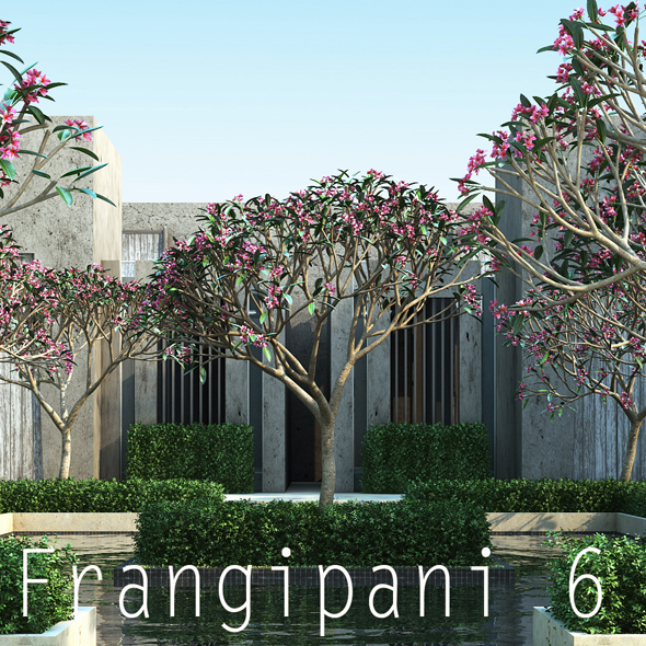 10 Frangipani 6 - 3Docean 19535097