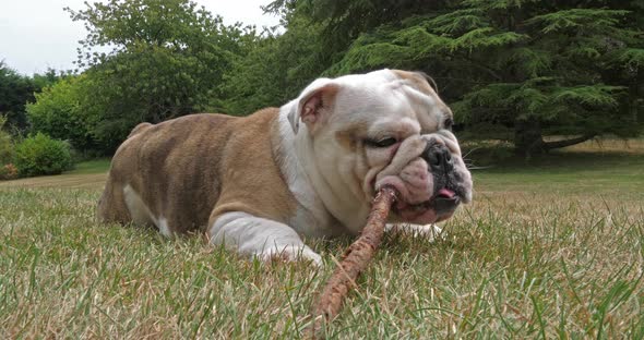 English Bulldog, Female Playing with a Stick on the Lawn, Normandy, Slow Motion 4K alt