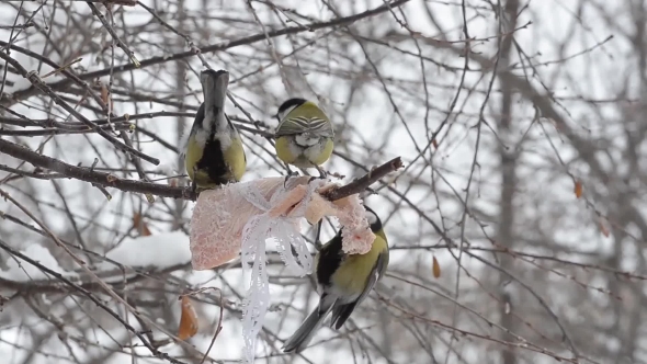 Birds, the Great Tit Pecking the Fat in the Winter