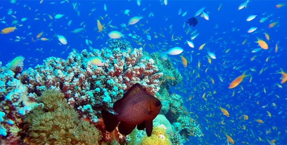 Tropical Fishes with Blue Sea Background, Stock Footage | VideoHive