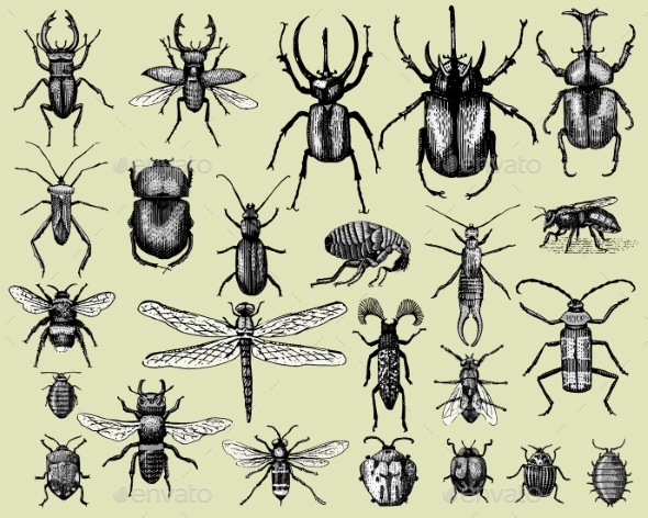 Set of Insects Bugs Beetles and Bees - Animals Characters