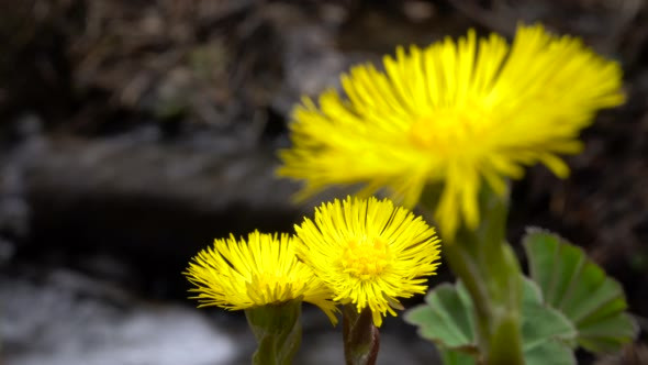 Yellow Spring Flowers on a Background of Creek alt