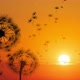 Dandelion Floating In Calm Sunlight - VideoHive Item for Sale