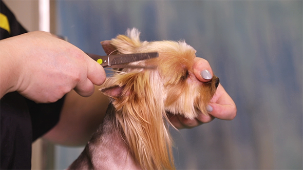 Dog Groomer Makes a Hairstyle of Yorkshire Terrier