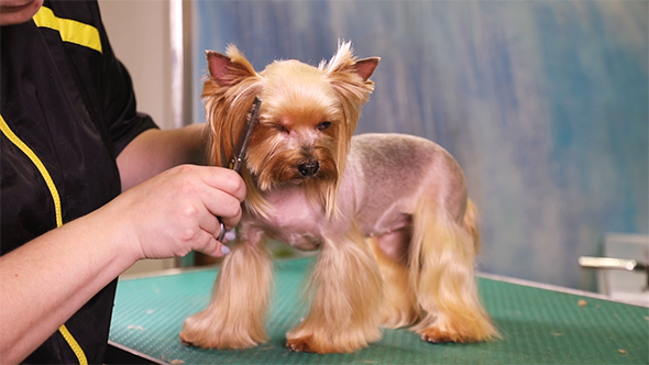 Yorkshire Terrier Dog Grooming at Pet Salon