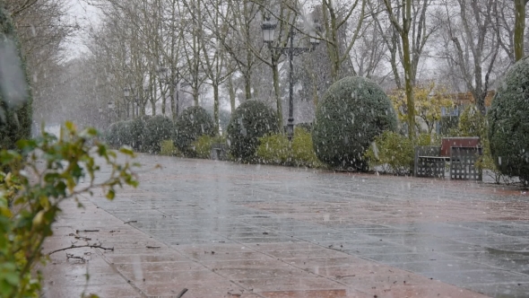 Large Snowflakes Falling in the Park