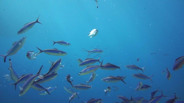 A Large Group of Fish Swim in the Red Sea