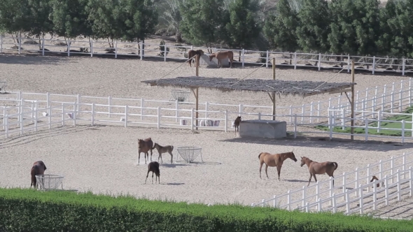 Horses in Corral on Farm Landscape alt