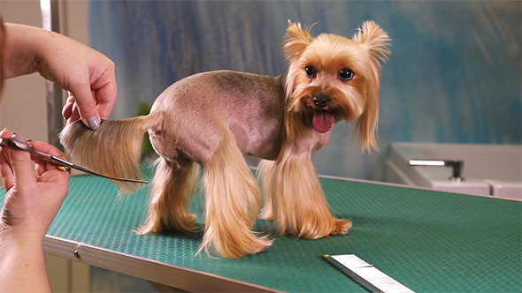 Haircut of Yorkshire Terrier Dog Grooming at Pet Salon